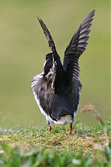 Atlantic Puffin